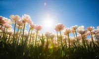Tulpen in der Sonne