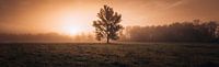 Lonely Tree by Andreas Vanhoutte thumbnail