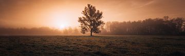 Lonely Tree by Andreas Vanhoutte