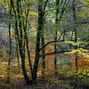 Bos in herfstkleur van Hanneke Luit