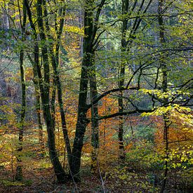 L'automne dans la forêt sur Hanneke Luit