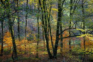 Herbst im Wald