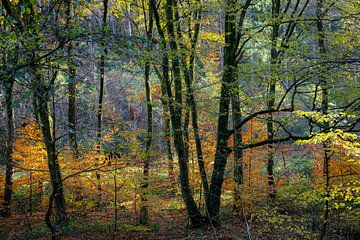 Herbst im Wald von Hanneke Luit