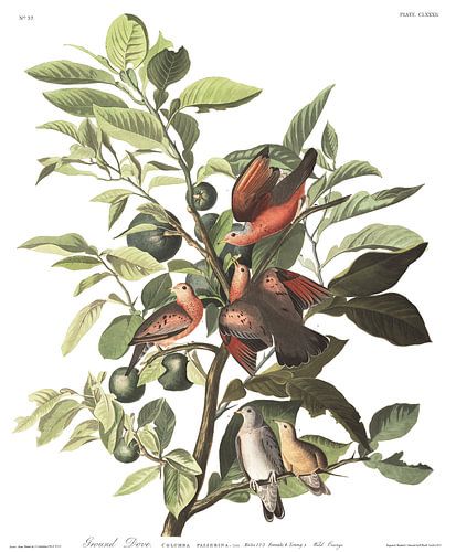 Columbina