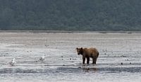 Grizzlybeer in Alaska