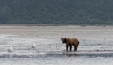Grizzlybeer in Alaska van Dirk Fransen
