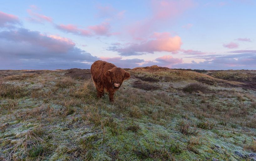 Le veau écossais Highlander au sommet d'une dune vient vers moi par Remco Van Daalen