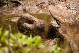 Die Majestät von Sams View