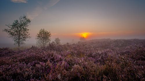 Zonsopgang kleurrijke heide