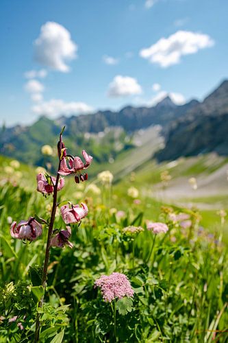Bloemrijk uitzicht op de Hochvogel en de Allgäuer Alpen
