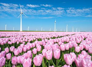 Tulipes roses poussant dans un champ au printemps sur Sjoerd van der Wal Photographie