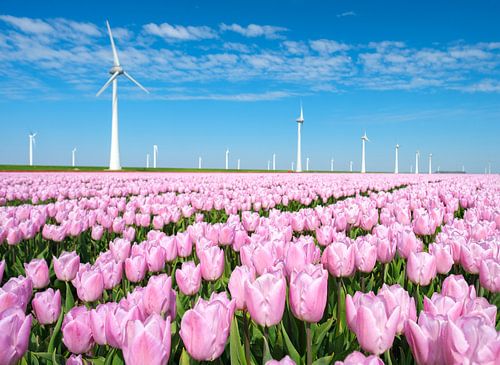 Roze tulpen in een veld tijdens de lente met windmolens