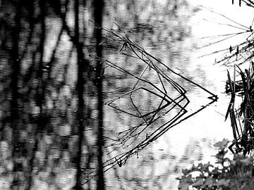 gebogenes Schilfrohr (3)