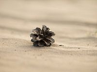 Pine cone on the sand