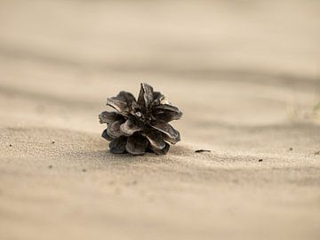 Kiefernzapfen auf dem Sand von Moniek van Rijbroek