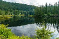 Kennedy rivier met bos en reflecties