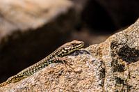 Hagedis zonnebadend op Corsicaans graniet