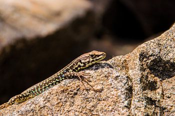 Lézard prenant un bain de soleil sur le granit corse