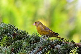 Grünfink Männchen von Karin Jähne