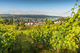 Insel Reichenau am Bodensee - UNESCO Welterbe mit Blick über Weinberge von Conny Pokorny