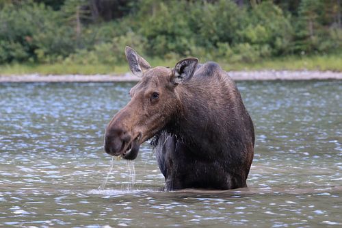 Vache d'orignal mangeant des plantes aquatiques dans le parc national du lac Glacier, dans le Montan