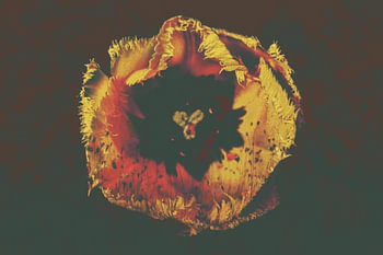 Field in the flower