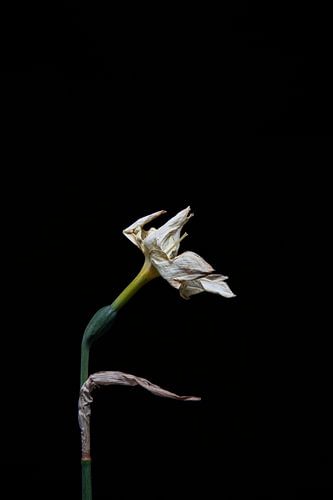 uitgedroogde narcis na bloei