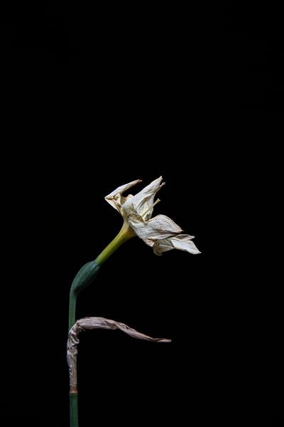 getrocknete Narzisse nach der Blüte von Ribbi