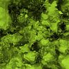 Grünes Wunder in Hellgrün von KW Malerei