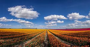 Blühende Tulpenfelder in der Landschaft von Groningen