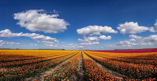 Flowering tulip fields in the Groningen countryside
