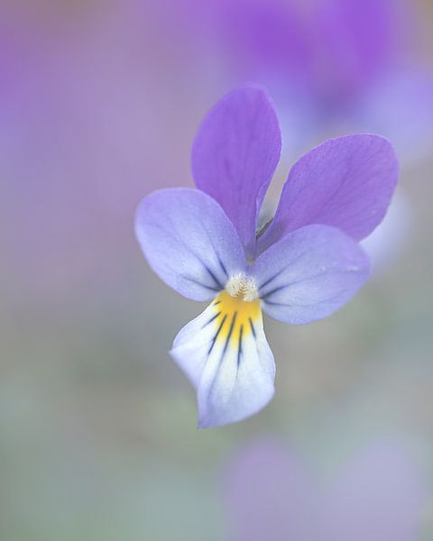 Dune violet by Lilian Photography