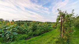 Philips Fruittuin de Wielewaal, Eindhoven by Joep de Groot