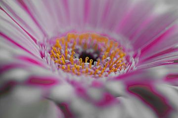 Gerbera wit-roze