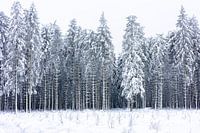 world of winter