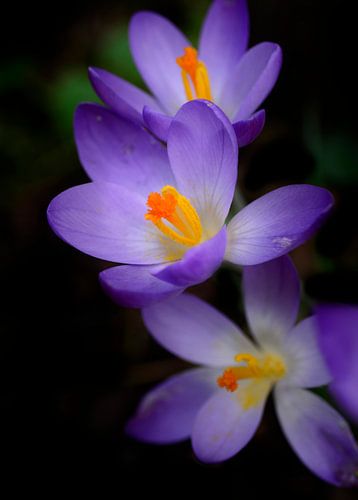 Gros plan sur le crocus