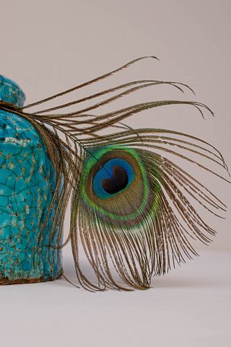 pauwenveer in een aqua blauwe dekselpot