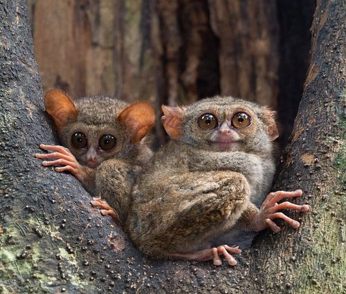 Animaux fantômes dans un trou d'arbre sur Arie Arie de Gier