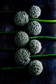 Zwiebelzwiebeln als Kunst von Clazien Boot