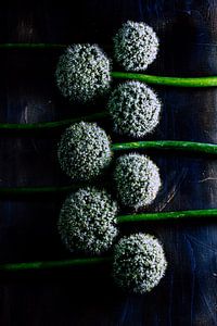 Les bulbes d'oignon comme art