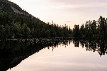 Reflet de la forêt de pins au coucher du soleil