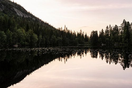 Weerspiegeling van dennenbos bij zonsondergang
