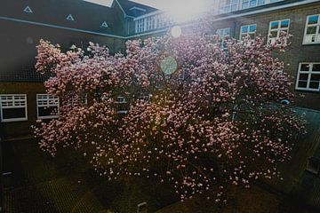 Magnolia blossom in a tree in a garden with lens flares due to the sun by Kim Willems