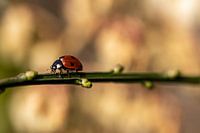 Marienkäfer auf Ast