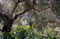 Olivenbäume Dschungel von Jan Katuin Miniaturansicht