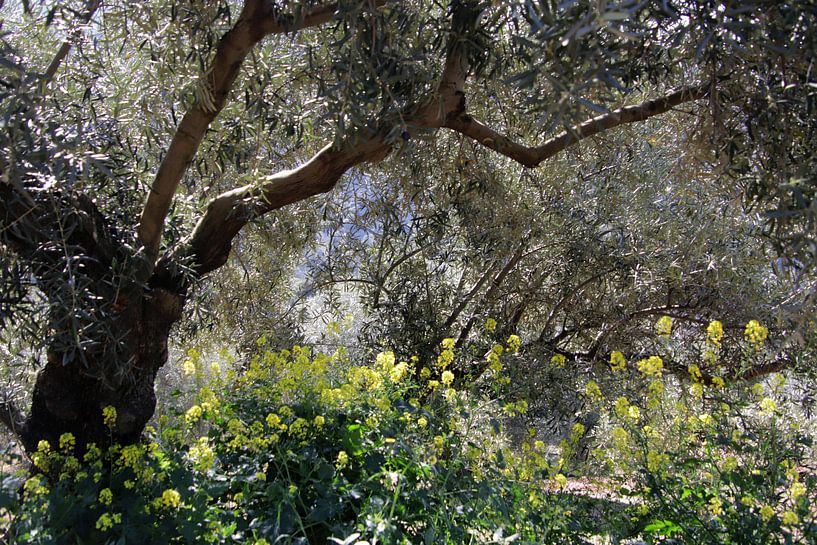 Olivenbäume Dschungel von Jan Katuin