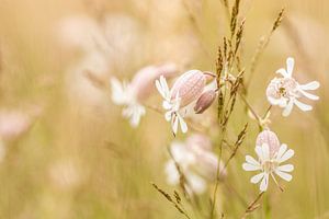 Blaassilene