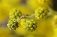 Mimosa, macrofotografie von Watze D. de Haan Miniaturansicht