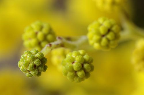 Mimosa, macrofotografie