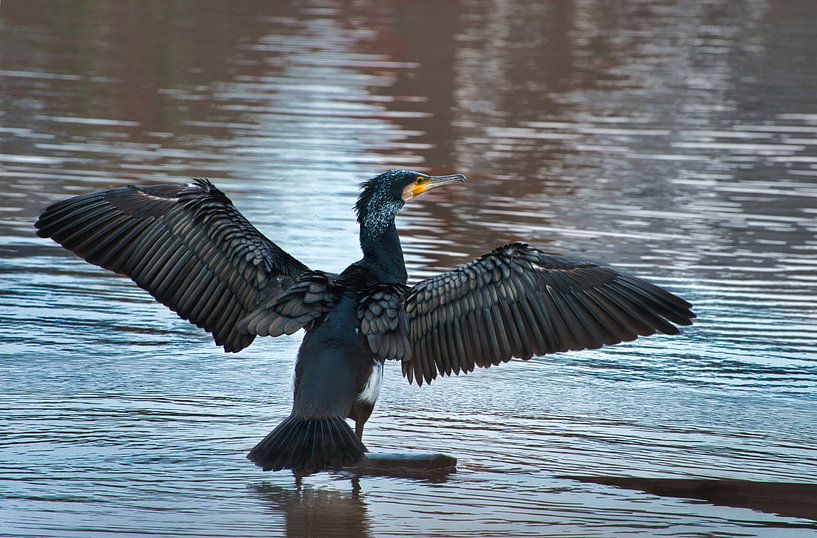 Aalscholver moet ff zijn veren drogen  (bestel max 120) van Natuurpracht   Kees Doornenbal